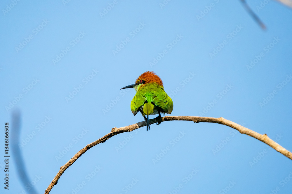 Green Bee-Eater, Little Green bee-eater, Merops Orientalis