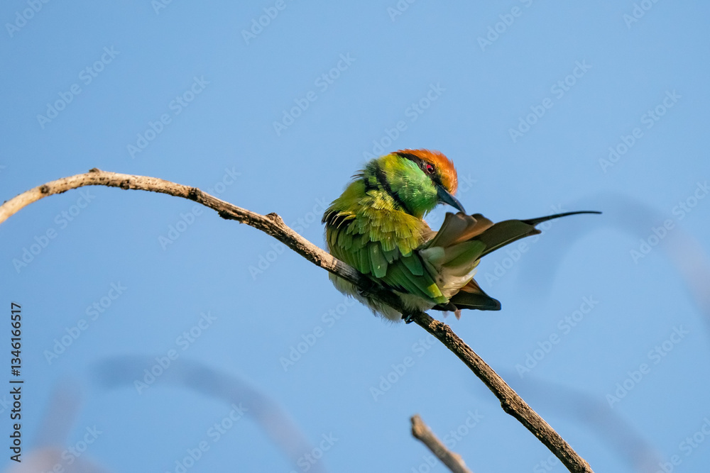 Green Bee-Eater, Little Green bee-eater, Merops Orientalis
