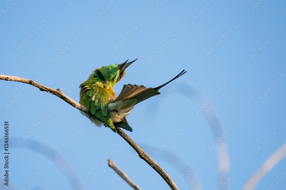 Green Bee-Eater, Little Green bee-eater, Merops Orientalis