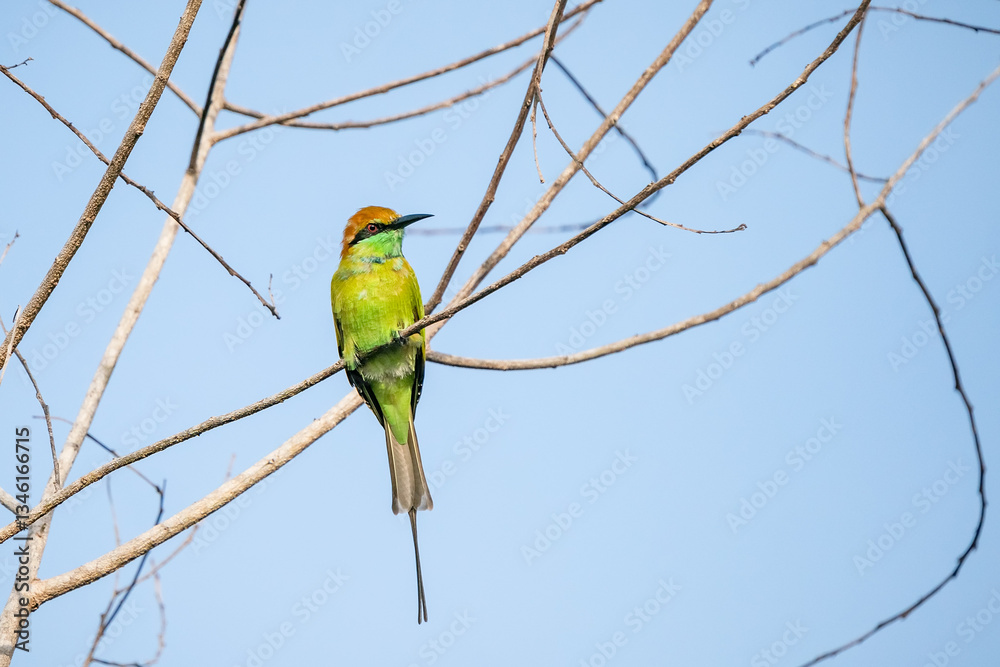 Green Bee-Eater, Little Green bee-eater, Merops Orientalis