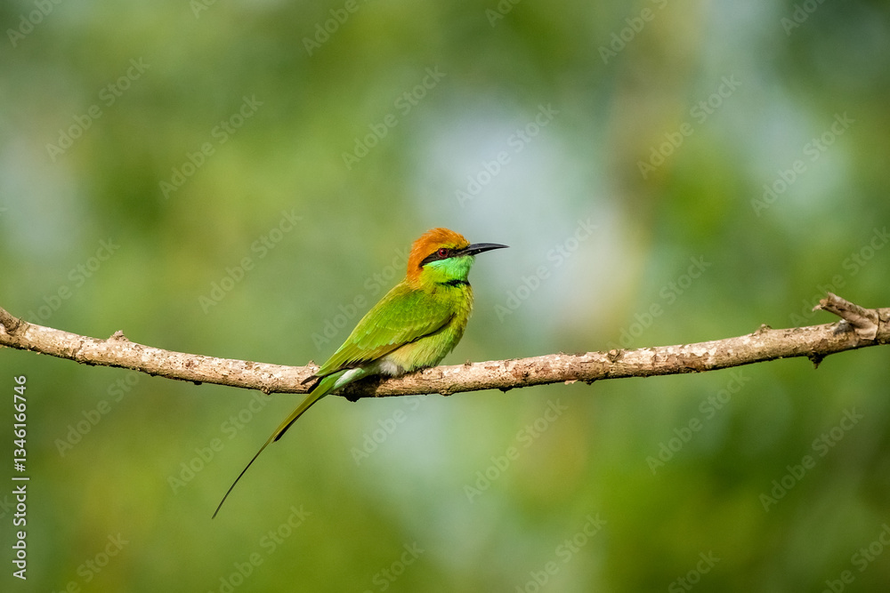 Green Bee-Eater, Little Green bee-eater, Merops Orientalis