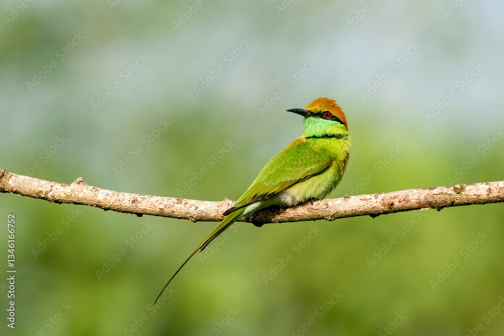 Green Bee-Eater, Little Green bee-eater, Merops Orientalis