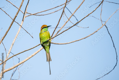 Obraz na płótnie Green Bee-Eater, Little Green bee-eater, Merops Orientalis w salonie