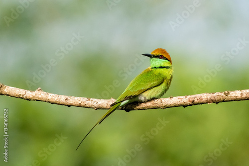 Obraz na płótnie Green Bee-Eater, Little Green bee-eater, Merops Orientalis w salonie