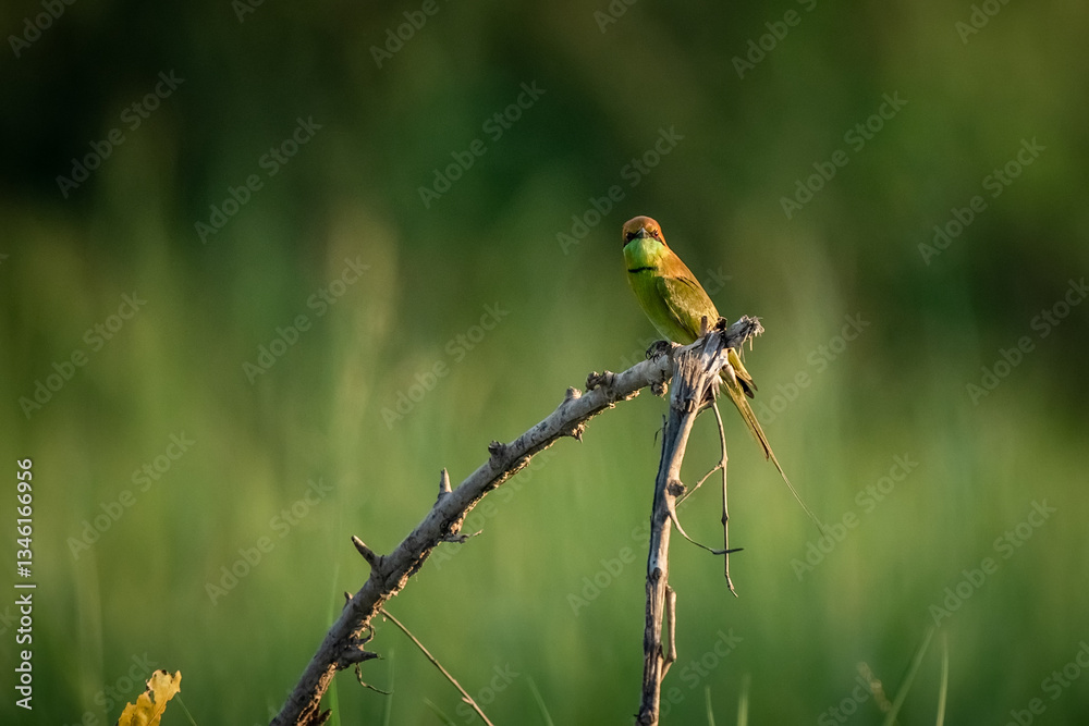 Green Bee-Eater, Little Green bee-eater, Merops Orientalis