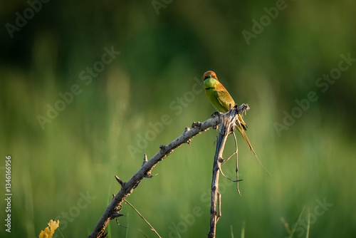 Obraz na płótnie Green Bee-Eater, Little Green bee-eater, Merops Orientalis w salonie