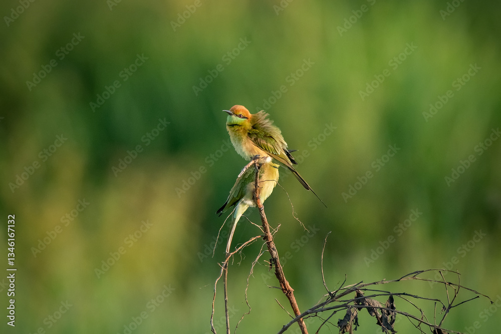 Green Bee-Eater, Little Green bee-eater, Merops Orientalis