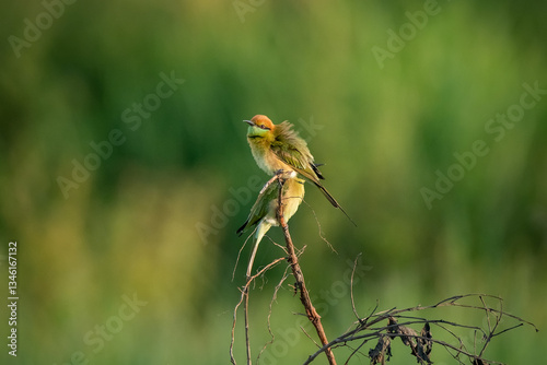 Obraz na płótnie Green Bee-Eater, Little Green bee-eater, Merops Orientalis w salonie