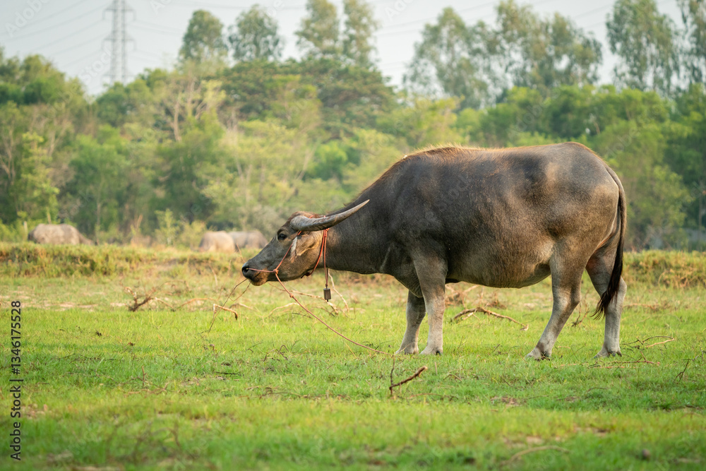 thai buffalo
