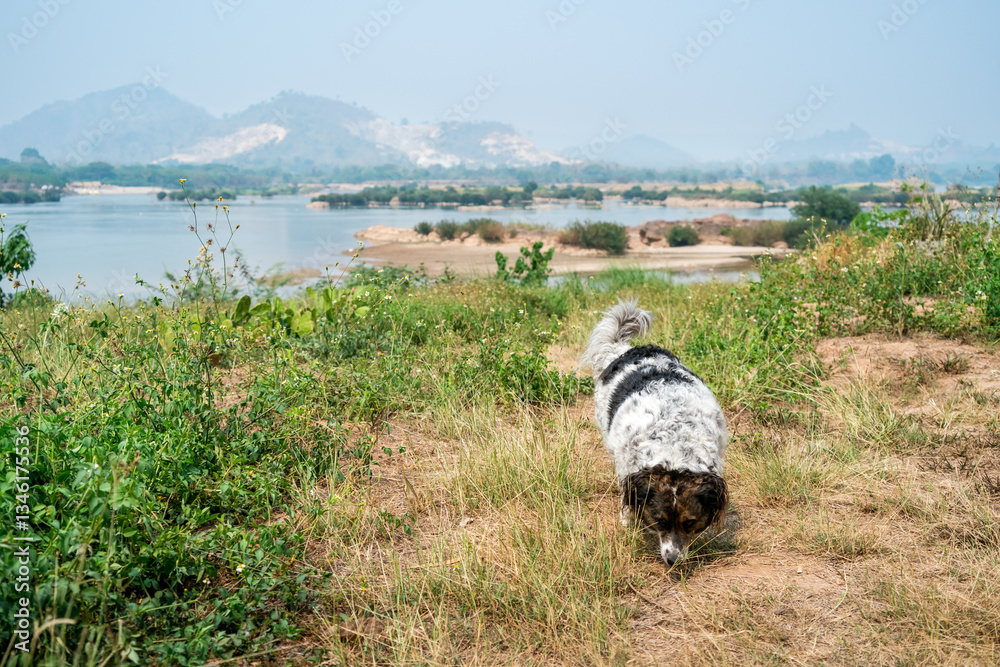 Dogs with black and white fur