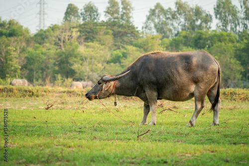thai buffalo