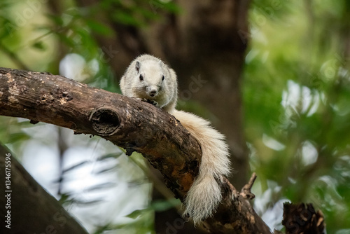 white squirrel
