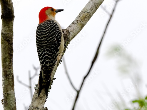 Red Bellied Woodpecker perched on a branch