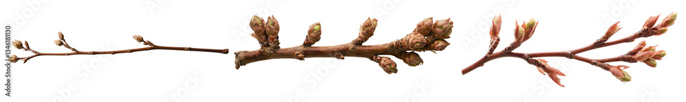 An apple branch with three leaves that are just starting to deteriorate is displayed in isolation on a white background An apple branch with three leaves that are just starting to deteriorate is displayed in isolation on a white background
