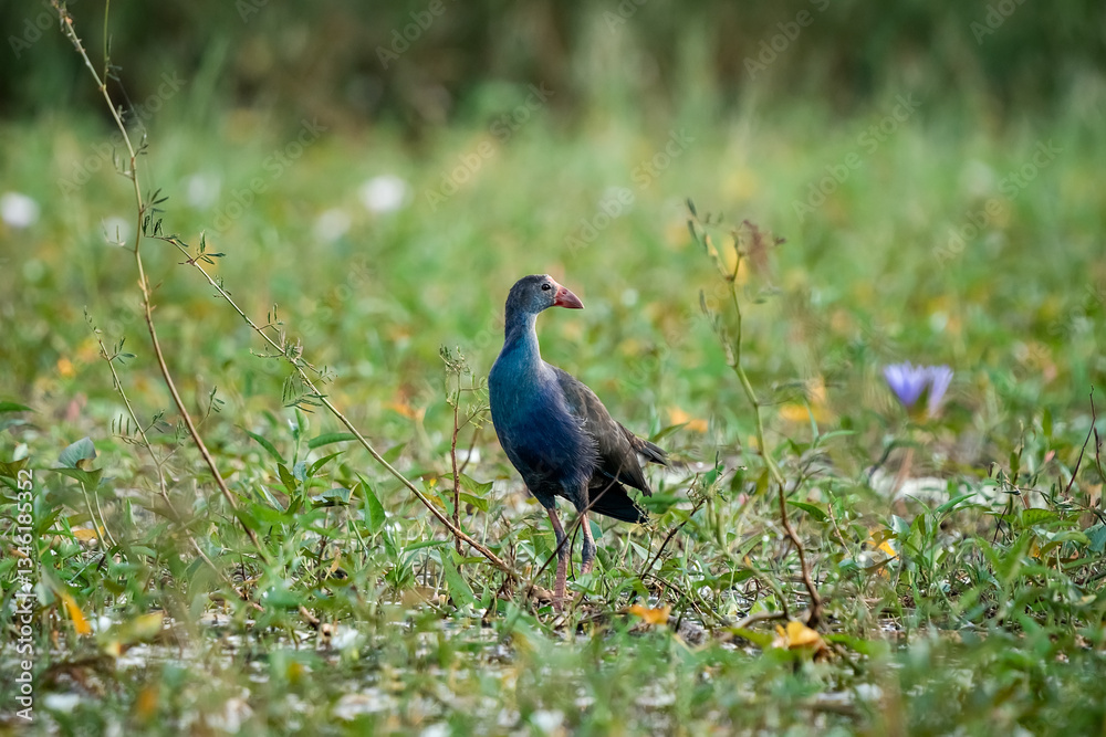 Fototapeta premium Purple Swamphen, Grey-headed Swamphen