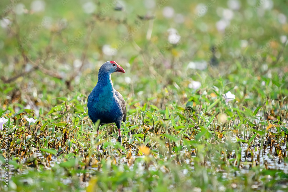 Purple Swamphen, Grey-headed Swamphen