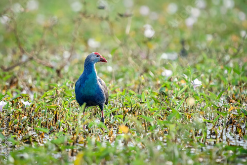 Obraz na płótnie Purple Swamphen, Grey-headed Swamphen w salonie