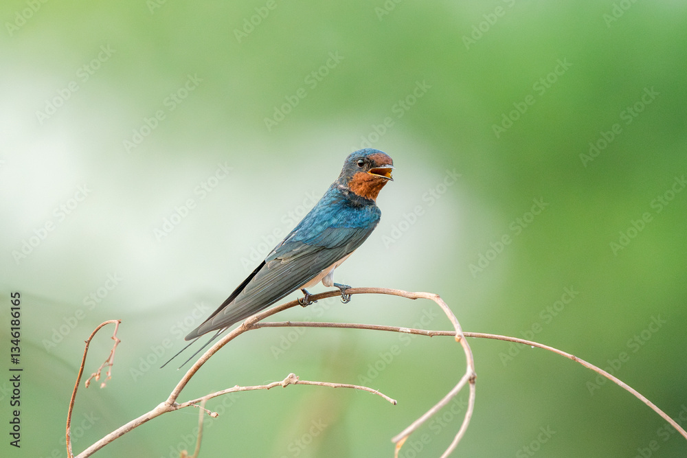 Barn Swallow, Hirundo rustica, House Swift, Apus nipalensis