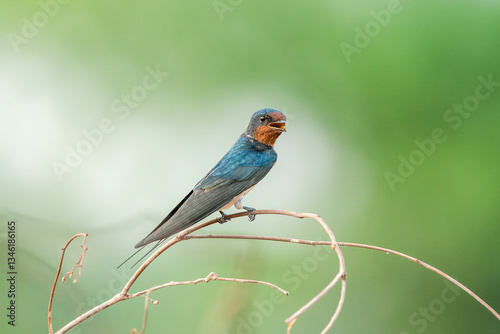 Obraz na płótnie Barn Swallow, Hirundo rustica, House Swift, Apus nipalensis w salonie