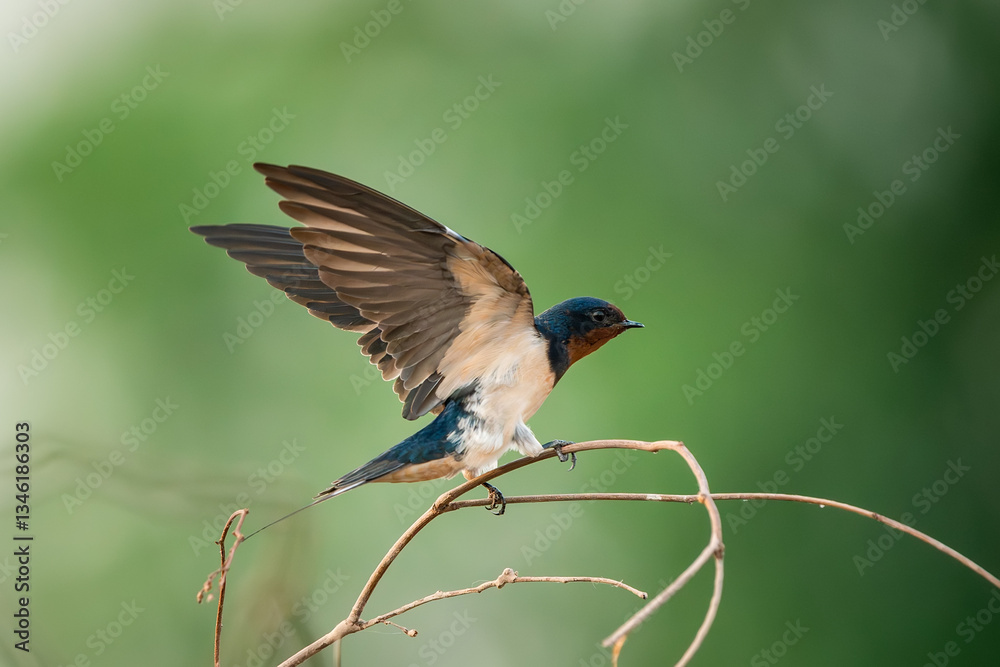Barn Swallow, Hirundo rustica, House Swift, Apus nipalensis