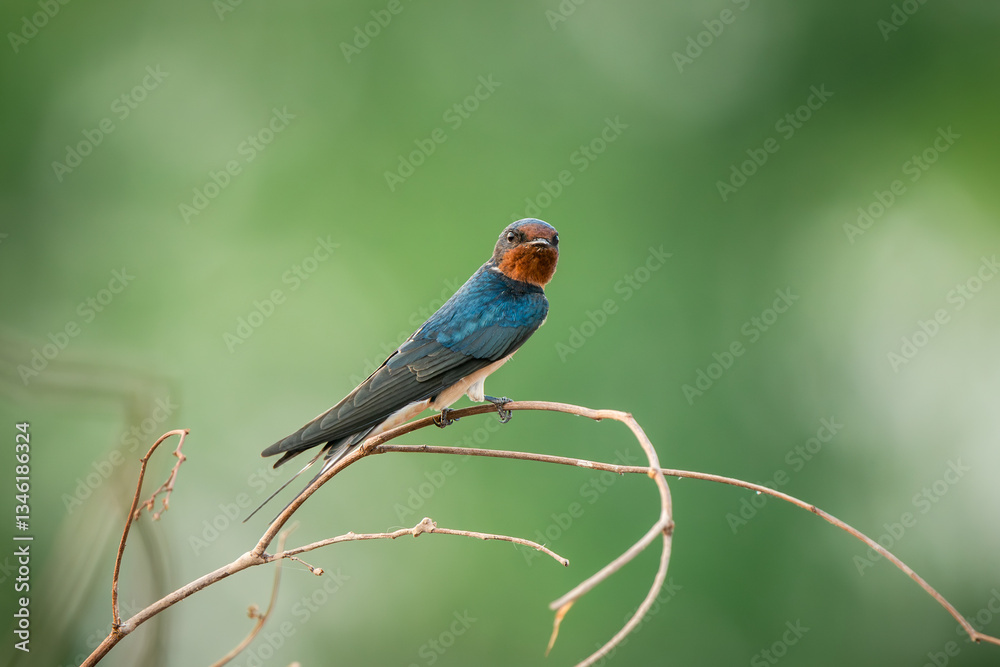 Barn Swallow, Hirundo rustica, House Swift, Apus nipalensis
