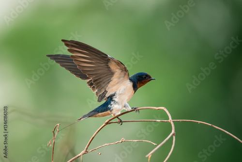 Obraz na płótnie Barn Swallow, Hirundo rustica, House Swift, Apus nipalensis w salonie
