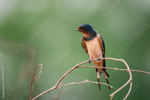 Barn Swallow, Hirundo rustica, House Swift, Apus nipalensis