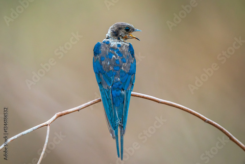 Barn Swallow, Hirundo rustica, House Swift, Apus nipalensis