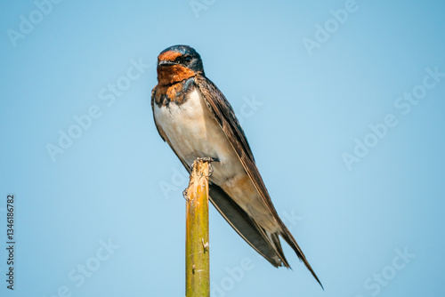Obraz na płótnie Barn Swallow, Hirundo rustica, House Swift, Apus nipalensis w salonie