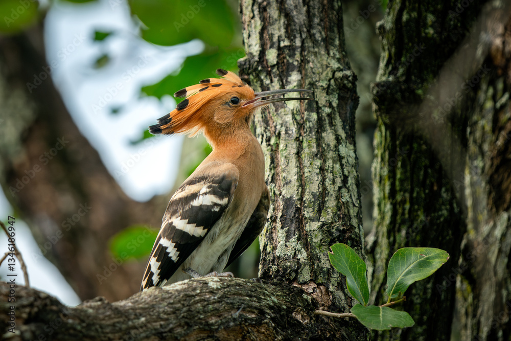 Eurasian Hoopoe, Upupa epops