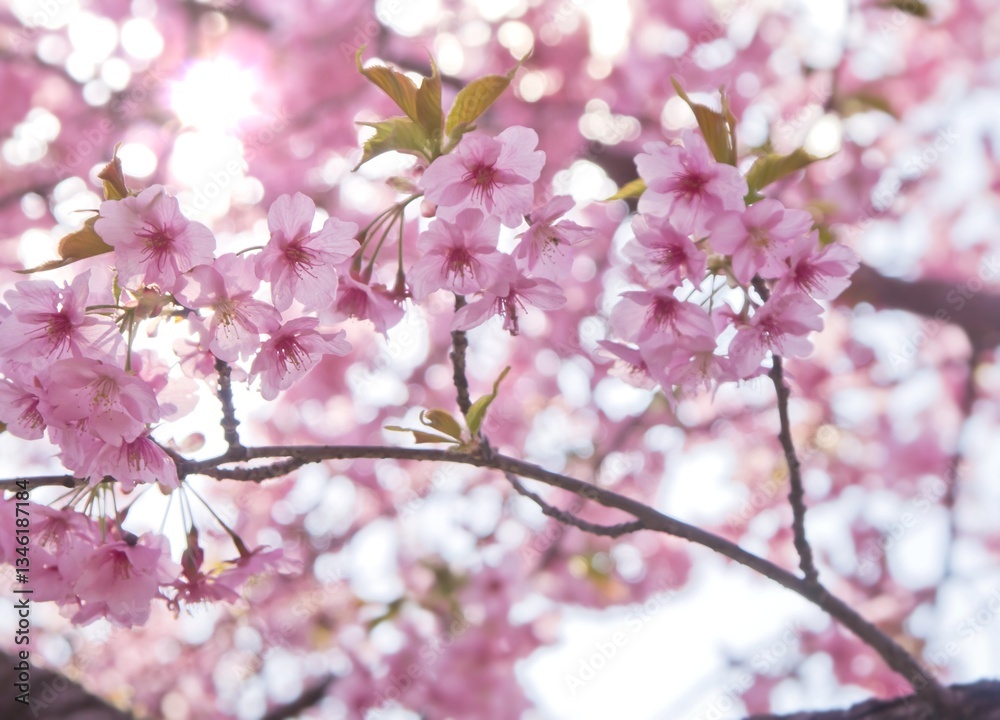 河津桜(逆光7)2025 河津桜(逆光7)2025