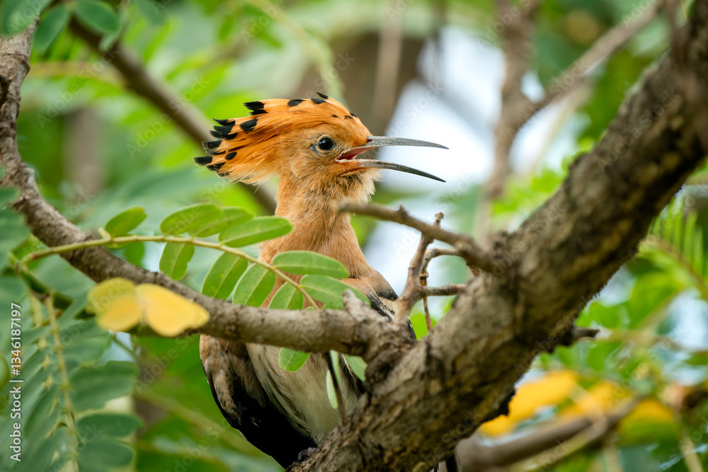 Eurasian Hoopoe, Upupa epops