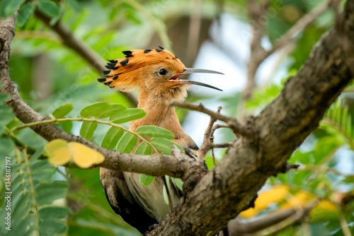 Eurasian Hoopoe, Upupa epops