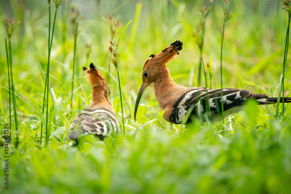 Eurasian Hoopoe, Upupa epops