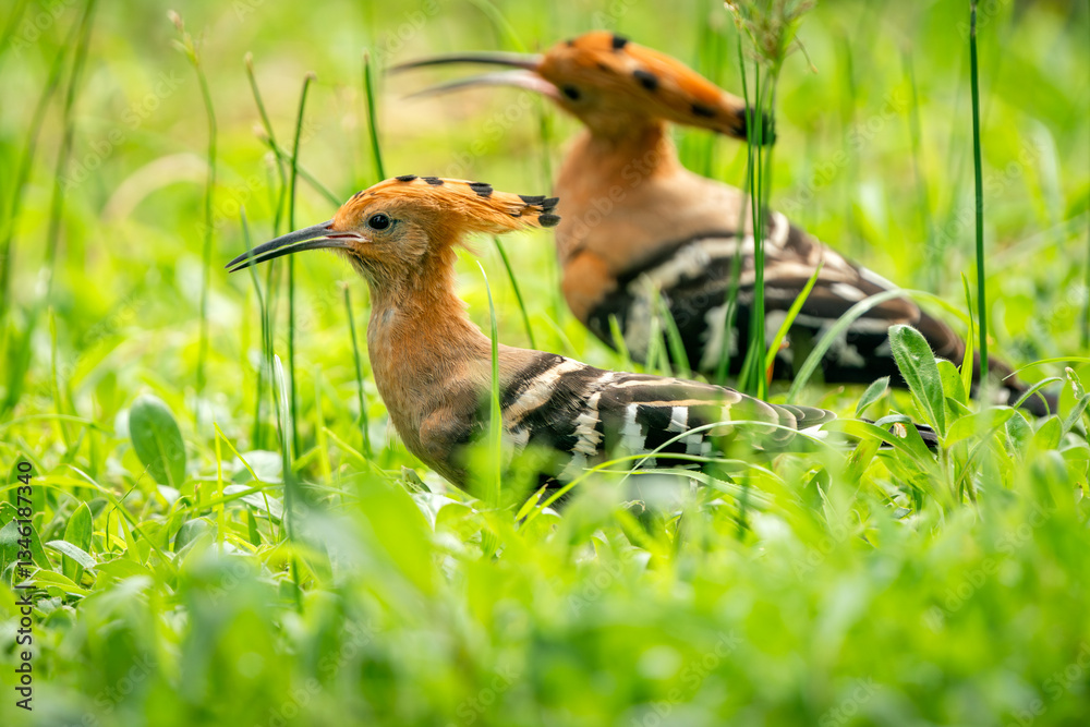 Eurasian Hoopoe, Upupa epops