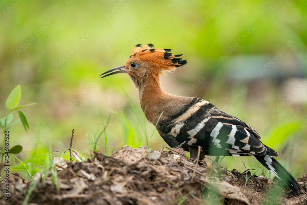 Eurasian Hoopoe, Upupa epops