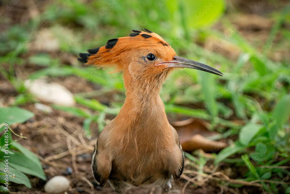 Eurasian Hoopoe, Upupa epops