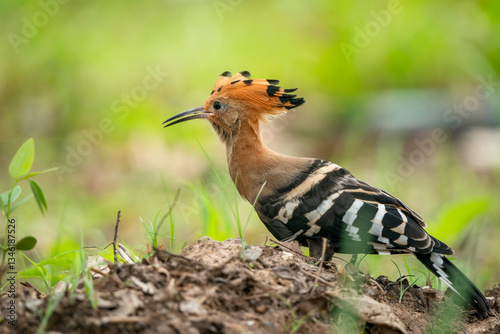 Obraz na płótnie Eurasian Hoopoe, Upupa epops w salonie