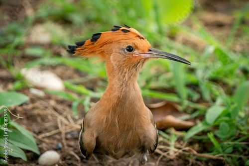 Obraz na płótnie Eurasian Hoopoe, Upupa epops w salonie