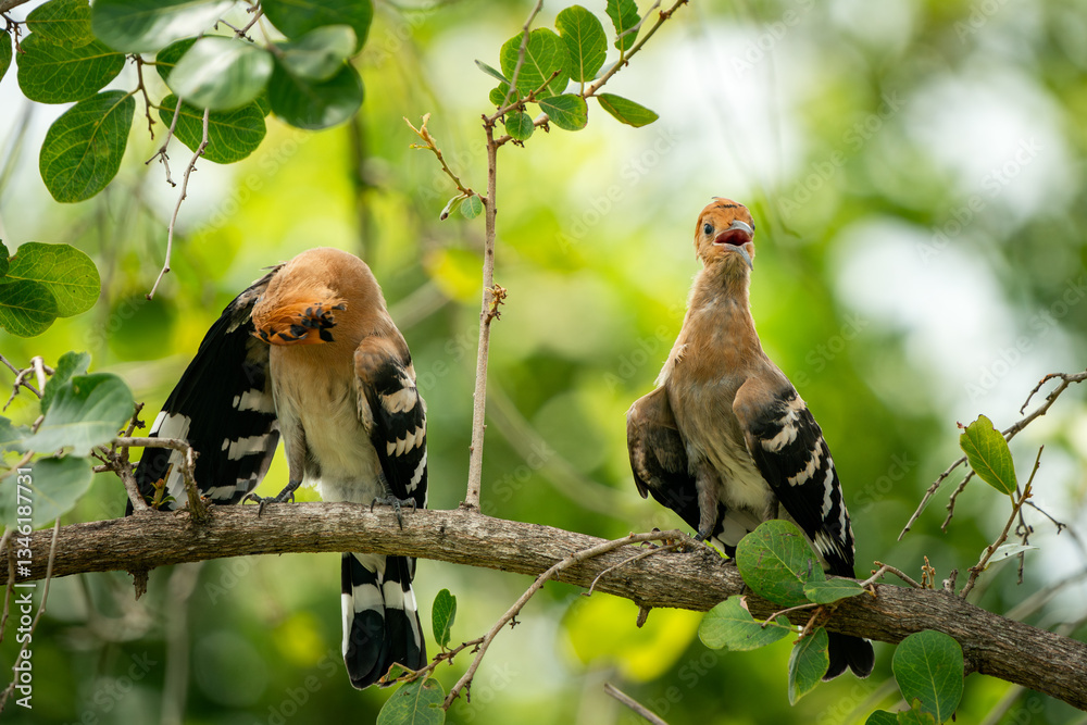Eurasian Hoopoe, Upupa epops
