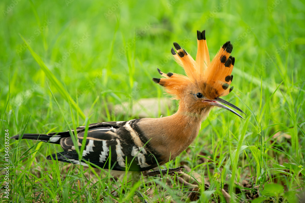 Eurasian Hoopoe, Upupa epops