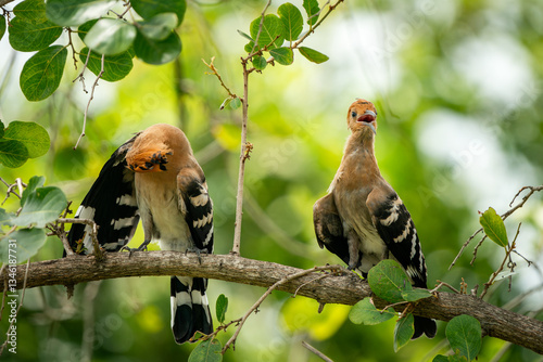 Obraz na płótnie Eurasian Hoopoe, Upupa epops w salonie