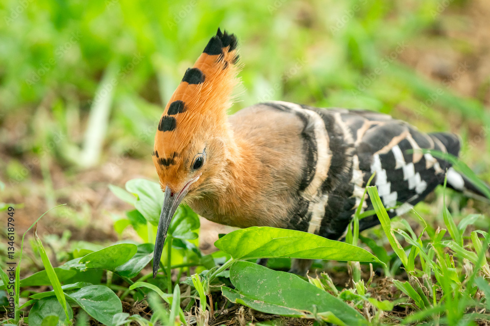 Eurasian Hoopoe, Upupa epops