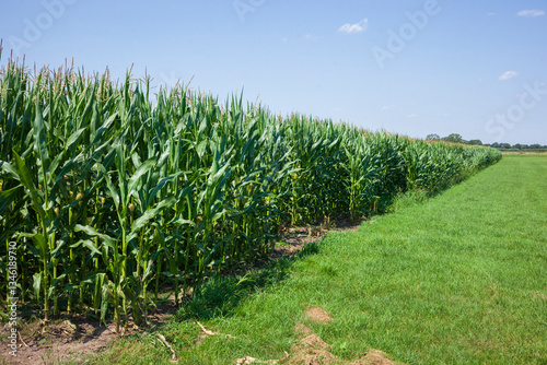 Maisfeld (Zea mays subsp. mays) , Niedersachsen, Deutschland