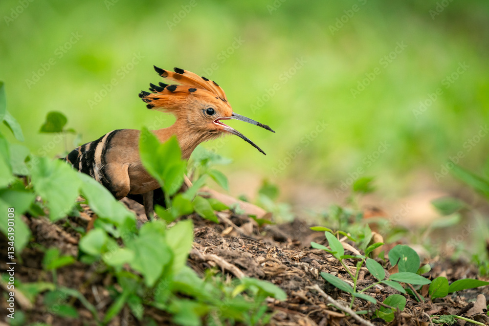 Eurasian Hoopoe, Upupa epops