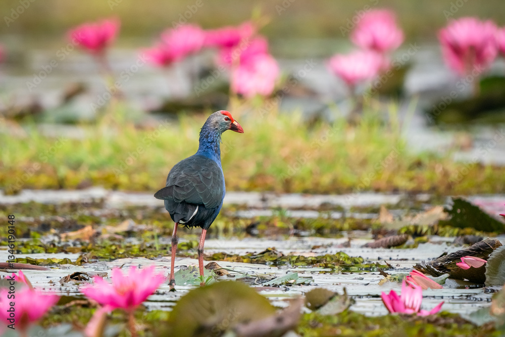 Purple Swamphen, Grey-headed Swamphen