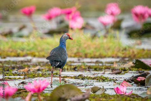 Obraz na płótnie Purple Swamphen, Grey-headed Swamphen w salonie