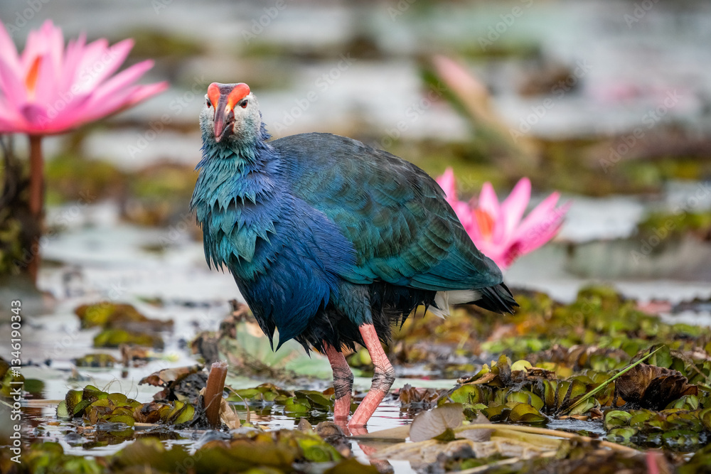 Purple Swamphen, Grey-headed Swamphen