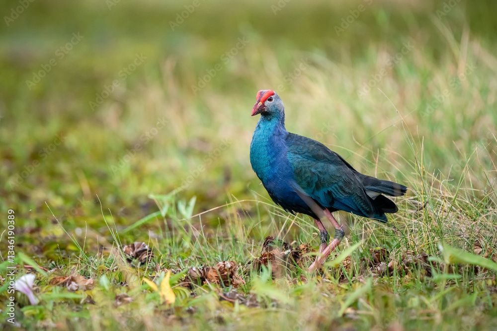 Purple Swamphen, Grey-headed Swamphen