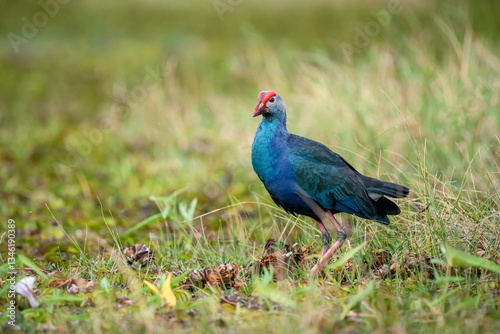Obraz na płótnie Purple Swamphen, Grey-headed Swamphen w salonie